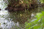 Brazilian waterweed